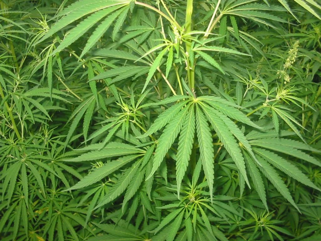 Cannabis Pflanze