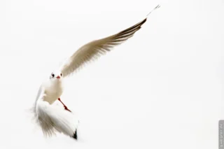 Moewe-im-Flug-ueber-berlin-vielleicht