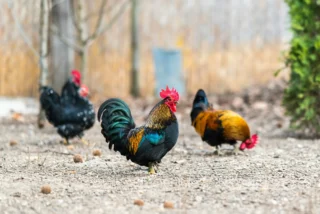 drei hühner am senioren bauern hof picken