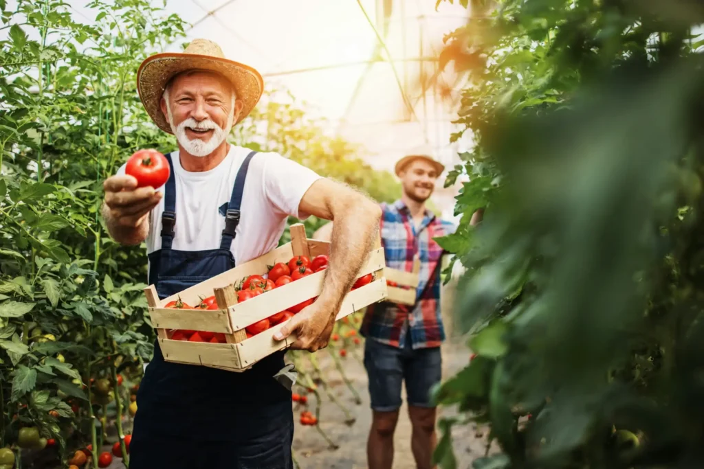 ein lachender rüstiger rentner zwischen tomaten stauden mit einer kiste tomaten in der hand auf einem senioren bauernhof