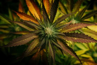Eine Cannabisblüte mit vielen Hanf Blättern