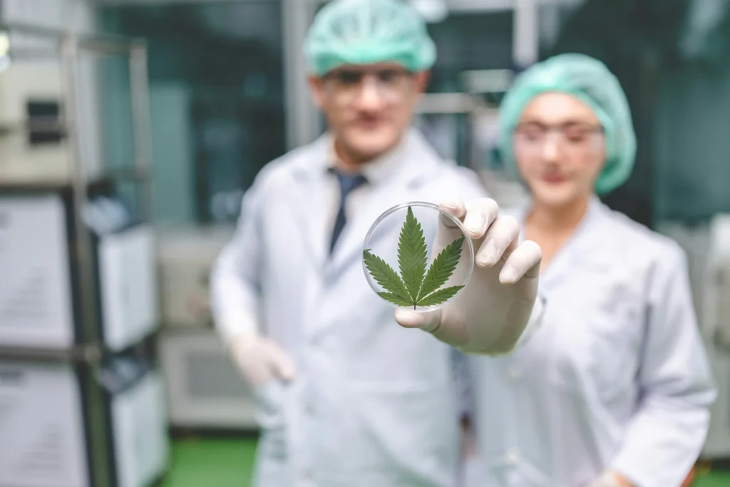 medizin forscher und forschein zeigen eine petrischale mit einem cannabis hanf blatt