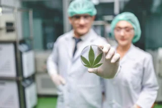 medizin forscher und forschein zeigen eine petrischale mit einem cannabis hanf blatt